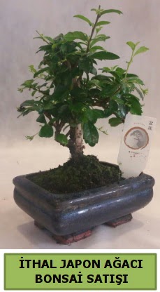�thal japon a�ac� bonsai bitkisi sat���  Ankara demetevler �i�ek yolla �i�ek�i telefonlar� 
