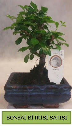 Bonsai ithal g�rsel minyat�r japon a�ac�  demetevler �i�ek�i Ankara ucuz �i�ek g�nder 