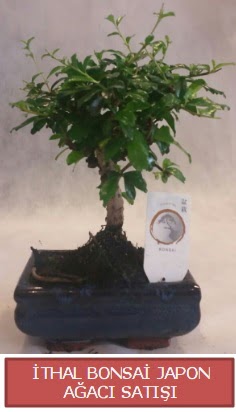 �thal k���k boy minyat�r bonsai a�a� bitkisi  Ankara demetevler �i�ek yolla �i�ek�i telefonlar� 