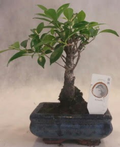 Bonsai a�ac� japon a�a� bitkisi  Ankara demetevler �i�ek sipari�i �i�ek yolla 