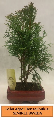Selvi ağacı bonsai japon ağacı bitkisi  Ankara demetevler çiçek satışı 