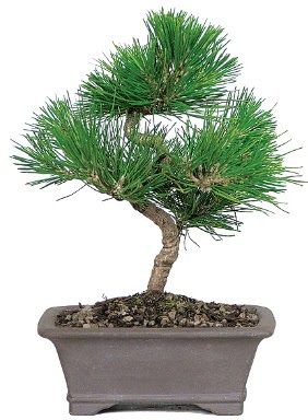 �am a�ac� bonsai japon a�ac� bitkisi  Ankara demet �i�ek g�nderme 