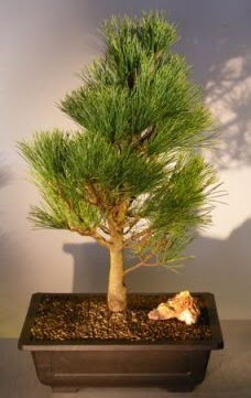 �am a�ac� japon a�ac� bitkisi bonsai  Ankara demetevler �i�ek yolla �i�ek�i telefonlar� 