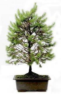 *** STOKTA YOK - Çam ağacı bonsai bitkisi satışı  Ankara cicekciler , demetevler cicek siparisi 