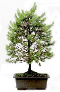 *** STOKTA YOK - �am a�ac� bonsai bitkisi sat���  Ankara cicekciler , demetevler cicek siparisi 