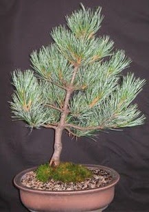 Bonsai �am a�ac� japon a�ac� bitkisi  Ankara demetevler �i�ek g�nderme �i�ek sipari�i sitesi 