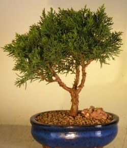 Servi am bonsai japon aac bitkisi  Ankara demetevler iek siparii iek yolla 