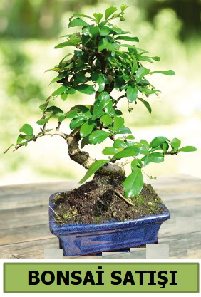 Çam bonsai japon ağacı satışı  Ankara demetevler çiçek satışı 