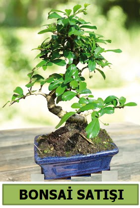 �am bonsai japon a�ac� sat���  Ankara demetevler �i�ek sat��� 