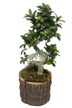 Doğal kütükte bonsai saksı bitkisi  Demetevler Ankara İnternetten çiçek siparişi 