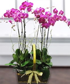 7 dallı mor lila orkide  Ankara çiçek gönderme sitemiz güvenlidir 