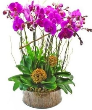 Ahşap kütükte lila mor orkide 8 li  Ankara internetten çiçek satışı 