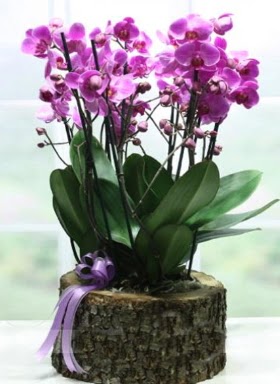 Ktk ierisinde 6 dall mor orkide  demetevler ieki Ankara ucuz iek gnder 