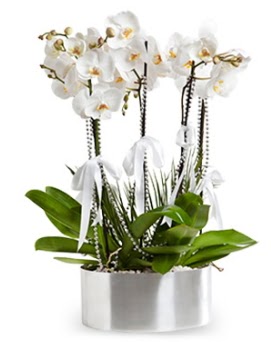 Beş dallı metal saksıda beyaz orkide  Ankara demetevler çiçek siparişi çiçek yolla 