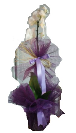Tek dallı beyaz orkide süper kalite ithal  Ankara demetevler çiçek gönderme çiçek siparişi sitesi 