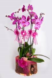 4 dallı kütük içerisibde mor orkide  Ankara demetevler çiçek satışı 