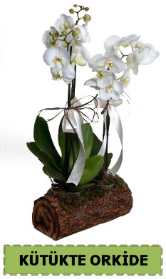 Kütük içerisinde 2 Adet tek dallı orkide  Ankara demetevler anneler günü çiçek yolla  