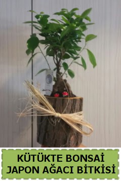 K�t�k i�erisinde do�al bonsai a�ac�  Ankara demetevler �i�ek yolla �i�ek�i telefonlar� 