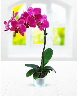 Tek dallı mor orkide  Ankara demetevler çiçek satışı 
