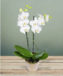 ift dall beyaz orkide sper kalite  Ankara demet iek gnderme 