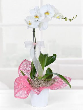 Tek dallı beyaz orkide seramik saksıda  Ankara demet çiçek gönderme  