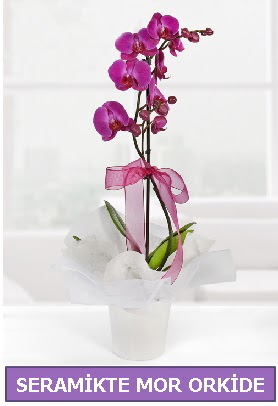 Seramik içerisinde birinci kalite tek dallı mor orkide  Demetevler Ankara İnternetten çiçek siparişi 