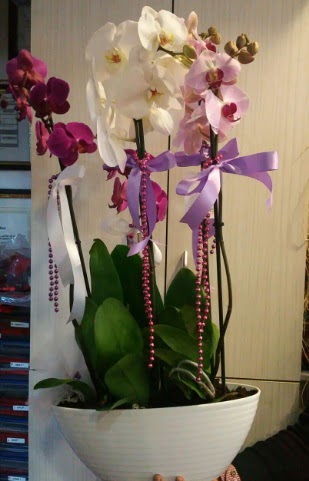 Mor ve beyaz ve pembe 6 dallı orkide  demetevler çiçekçi Ankara ucuz çiçek gönder 
