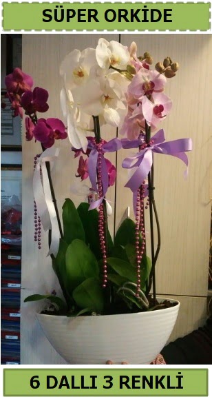 6 dallı 3 renk özel vazoda orkide çiçeği  Ankara demetevler çiçek satışı 