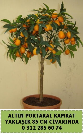 Altın portakal Kamkat ağacı bitkisi  Ankara demet çiçek gönderme 