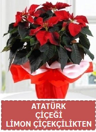 Atatürk çiçeği saksı bitkisi  Ankara demetevler çiçek satışı 