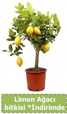 Limon ağacı bitkisi Ev için limon bitkisi  Ankara çiçek , çiçekçi , çiçekçilik 