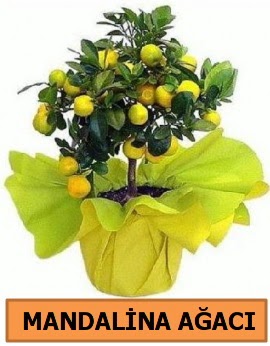 Mandalina ağacı Mandalina bitkisi  Ankara demet çiçek gönderme 
