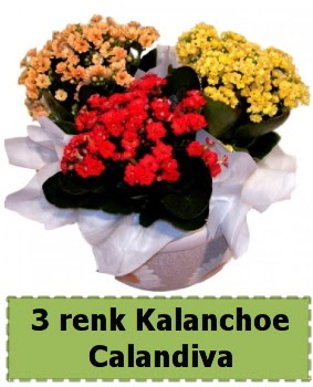 3 renk Kalanchoe Calandiva saksı bitkisi  Ankara demet çiçek gönderme 