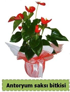 Antoryum saksı bitkisi büyük boy satışı  Ankara çiçek , çiçekçi , çiçekçilik 