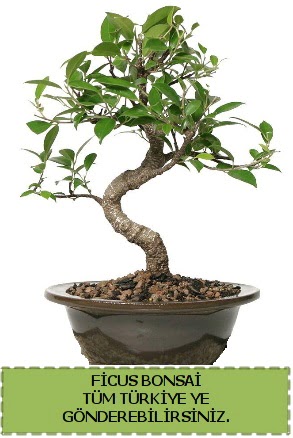 Ficus bonsai  Ankara �i�ek g�nderme sitemiz g�venlidir 