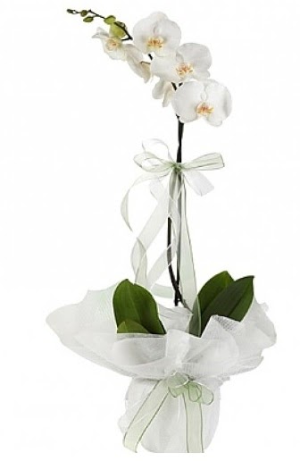 Tekli Beyaz Orkide  Ankara hediye çiçek yolla 