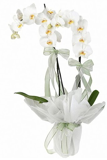 Çift Dallı Beyaz Orkide  Ankara demetevler anneler günü çiçek yolla 