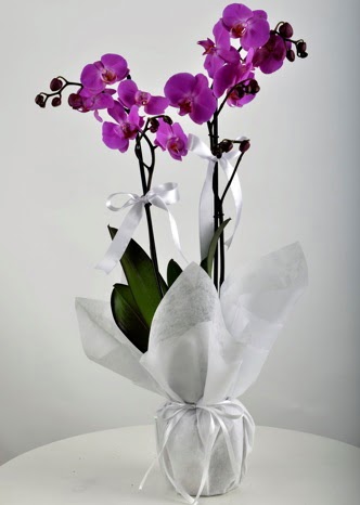 Çift dallı saksıda mor orkide çiçeği  Ankara demetevler çiçek siparişi vermek 