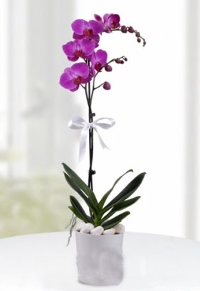 Tek dallı saksıda mor orkide çiçeği  demetevler çiçek yolla Ankara çiçekçiler 