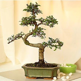Shape S bonsai  Demetevler Ankara İnternetten çiçek siparişi 