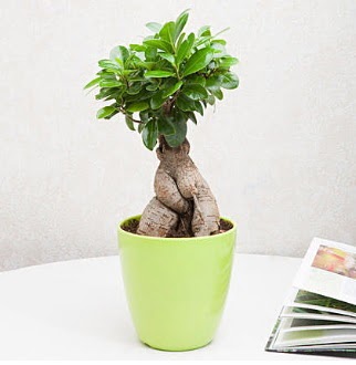 Ficus Ginseng Bonsai  Ankara demetevler 14 �ubat sevgililer g�n� �i�ek 