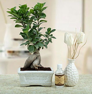 Ginseng ficus bonsai  demetevler iek yolla Ankara iekiler 