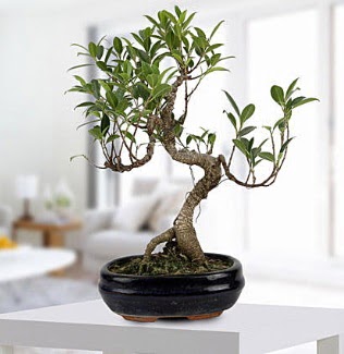 Gorgeous Ficus S shaped japon bonsai  Ankara yurtiçi ve yurtdışı çiçek siparişi 