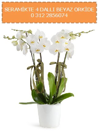 Seramikte 4 dallı beyaz orkide  demetevler çiçek yolla Ankara çiçekçiler 