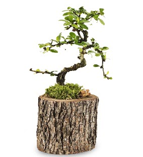 Doğal kütükte S bonsai ağacı  Ankara demetevler çiçek satışı 