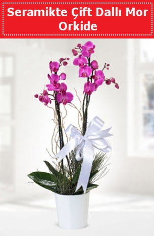 Seramikte Çift Dallı Mor Orkide  Ankara demetevler anneler günü çiçek yolla 