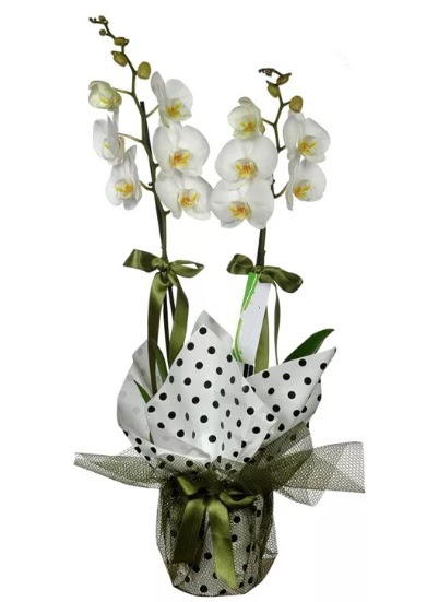 Çift Dallı Beyaz Orkide  Ankara demetevler 14 şubat sevgililer günü çiçek 