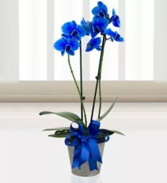 Çift dallı mavi orkide  Ankara demetevler çiçek satışı 