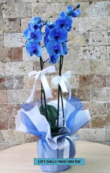 çift dallı ithal mavi orkide  Ankara demetevler çiçek siparişi çiçek yolla 
