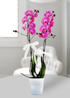 Çift dallı mor orkide  demetevler çiçek yolla Ankara çiçekçiler 